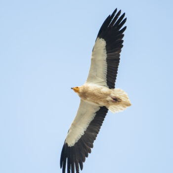 TOMANDO EL PULSO A LA AVIFAUNA DE LA SIERRA DE EL POBO (VII)